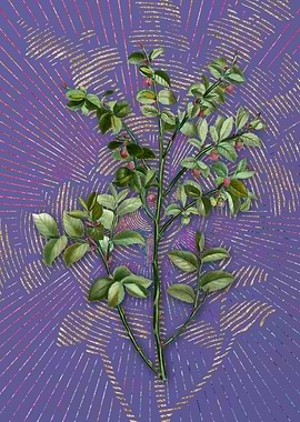 Vintage Bilberry Flora