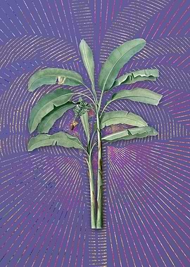 Vintage Banana Tree Purple