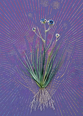 Vintage Blue Corn Lily