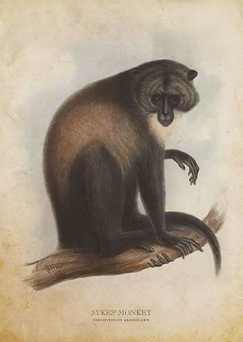 Sykes Monkey