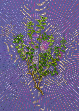 Vintage Cape Myrtle Purple