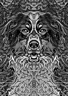 Australian Shepherd 8