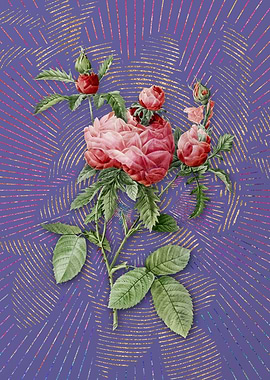 Vintage Cabbage Rose 2