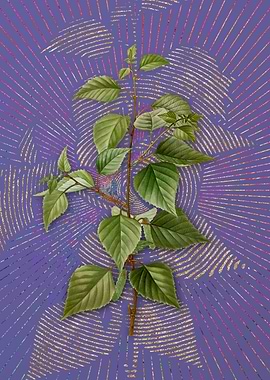 Vintage Black Birch Purple