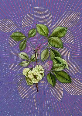 Vintage Common Hoptree