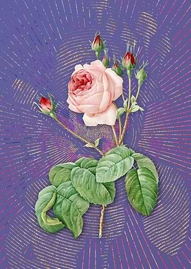 Vintage Cabbage Rose Art