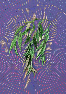 Vintage Babylon Willow