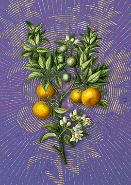 Vintage Bitter Orange