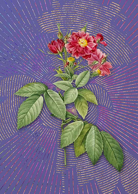 Vintage Boursault Rose