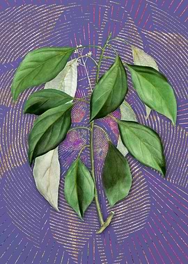 Vintage Camphor Tree Art