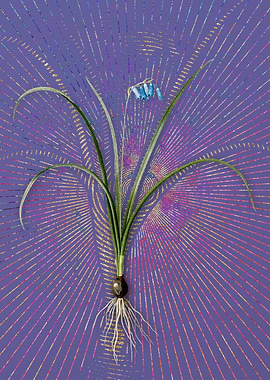 Vintage Brimeura Flora