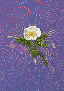 Vintage Burnet Rose Purple