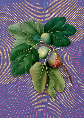 Vintage Common Fig 2 Art