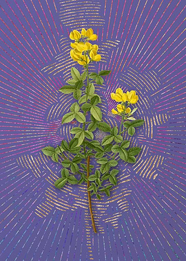 Vintage Common Cytisus