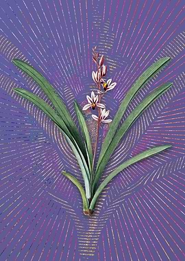 Vintage Boat Orchid Purple