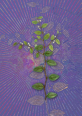 Vintage Christs Thorn