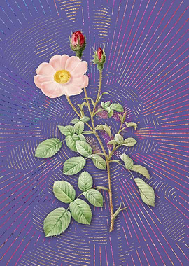 Vintage Sparkling Rose