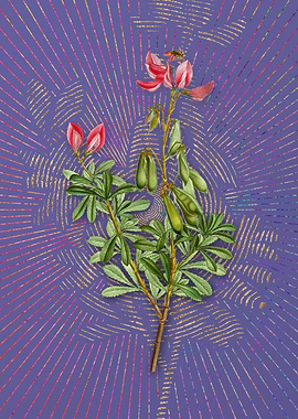 Vintage Restharrows Purple