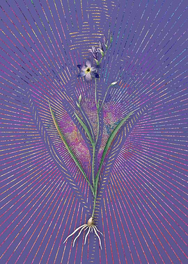 Vintage Ixia Secunda Art