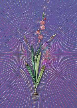 Vintage Ixia Scillaris