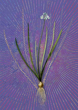 Vintage Spring Squill