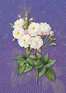 Vintage Noisette Roses