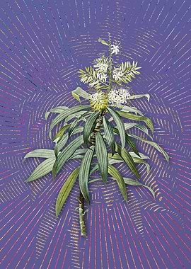 Vintage Pleomele Flora