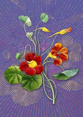 Vintage Monks Cress Purple