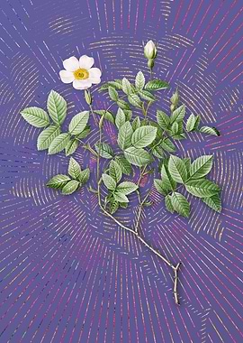 Vintage Rosebush Flora