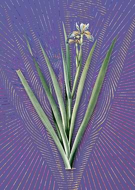 Vintage Stinking Iris