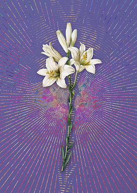 Vintage Madonna Lily Art