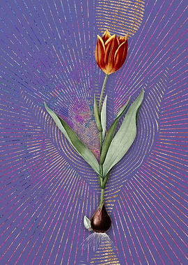 Vintage Tulip 2 Violet