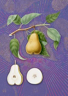 Vintage Pear 11 Violet