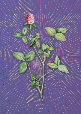 Vintage Pink Clover Purple