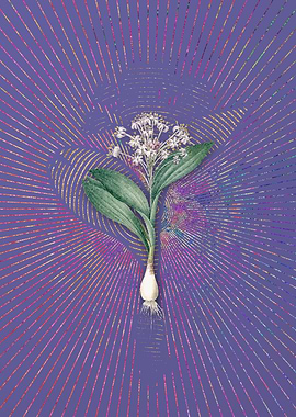 Vintage Pygmy Hyacinth