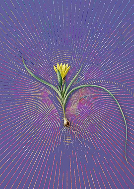 Vintage Ixia Recurva Art