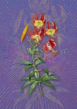 Vintage Turban Lily Purple