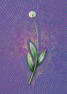 Vintage Victory Onion