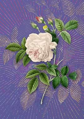 Vintage Rosa Indica Purple