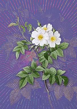 Vintage White Rosebush