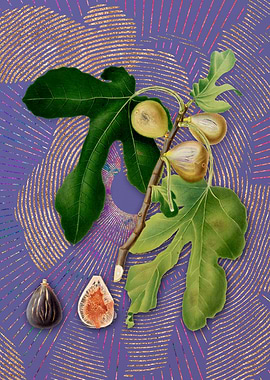 Vintage Figs on Purple