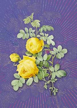 Vintage Sulphur Rose Art