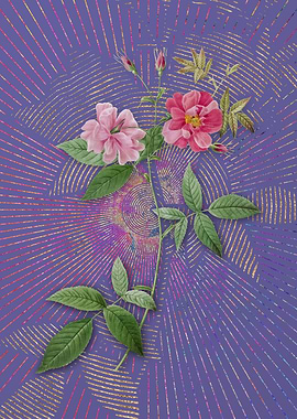 Vintage Hudson Rosehip