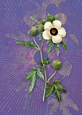 Vintage Venice Mallow