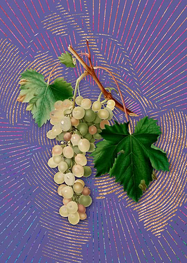 Vintage Muscat Grape Art