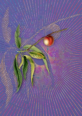 Vintage Peach 4 Violet