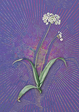 Vintage Spring Garlic