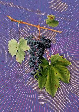 Vintage Grape Colorino