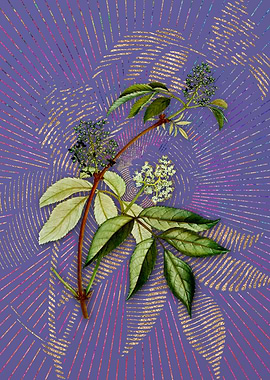 Vintage Red Elderberry