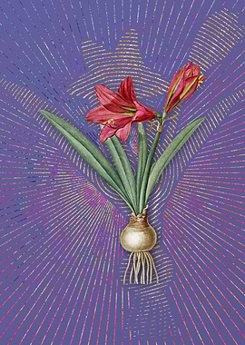 Vintage Hippeastrum Purple